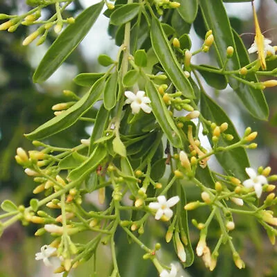 Desert Jasmine (Jasmine Lineare) 5 Seeds • £2.71