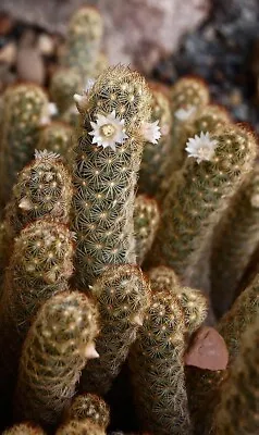 Mammillaria Elongata 15 Seeds - Ladyfinger Cactus - Gold Lace Cactus • $5.66