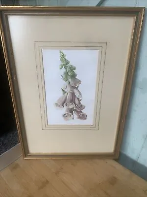 Edwardian Flower Print Of A Foxclove Framed • £14.85