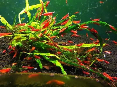 10+1 Fire Red Cherry - Freshwater Neocaridina Aquarium Shrimp. Live Guarantee • $26.95