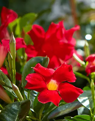 Mandevilla ‘Bella Scarlet’ Well-Rooted Tropical Vine Starter Plant Deepest Red • $8.95