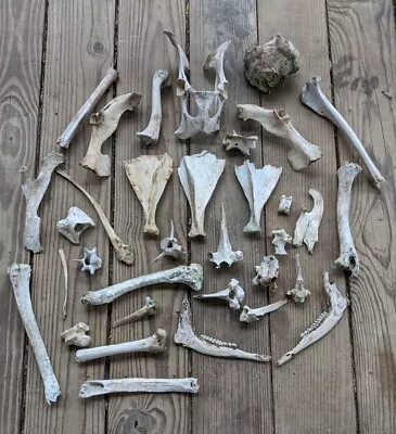 Lot Of Whitetail Deer Bones Skeleton Vertebrae Skull Jawbones Shoulder Blade Leg • $39