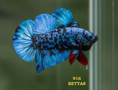 Avatar Betta Hmpk USA Seller  • $19.99