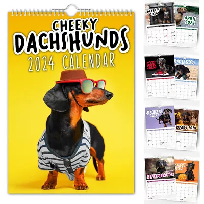 2024 Cheeky Dachshunds Calendar Funny Cute Dogs Jan-Dec Monthly Wall Calendar • £13.39