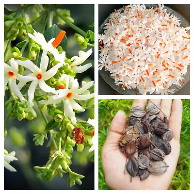 40 NIGHT FLOWERING Coral Jasmine Seeds Nyctanthes Arbortristis Parijat Sorrow • £8.54