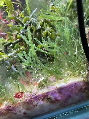 Caulerpa Webbiana (VERY RARE) Live Macroalgae Algae For Refugium Marine Tank! • £17