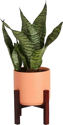 Costa Farms Live Indoor Snake Plant Mother In Laws Tongue Sansevieria Housepla • $43.62