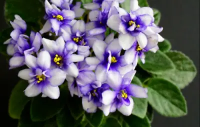 African Violet Rob’s Loose Noodle мiniature Starter Plant. • $11.99