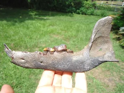 Awesome Dire Wolf Mandible Jaw Bone Florida Fossils Canis Dirus Tooth Saber Cat • $1229