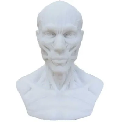 Human Muscle Skeleton Head Model Muscle Head Skull Anatomy Sculpture Art Sketch • $22.79