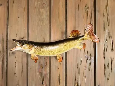 Vintage NORTHERN PIKE Real Skin Fish Mount Taxidermy Wall Decor Cabin Lodge Man • $99