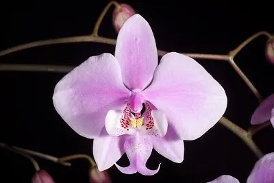 $45 • Buy Orchid Phalaenopsis Schilleriana
