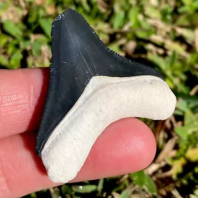 Classic Megalodon Shark Tooth Fossil Sharks Teeth Meg Mako Gem BV FL Megladone • $50