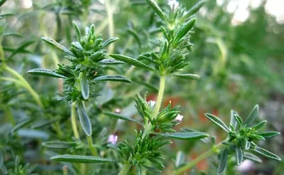 500+ Savory Seeds - Summer Savory - Herb Seeds - USA Grown - Non Gmo • $2.25