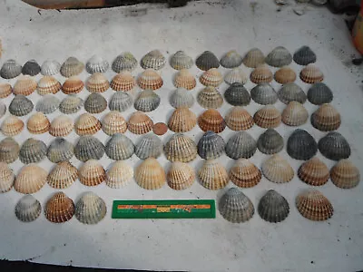 Job Lot Of 80 N Wales Large Rough And Lagoon Cockle Shellscraftingwedding Etc • £6.99