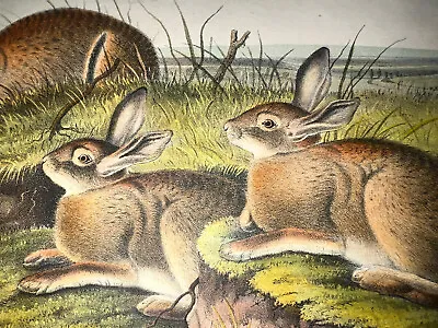 Audubon Quadrupeds Octavo Bowen 1849 Hand-colored Lithograph Pl 88 Hare Rabbit • $80