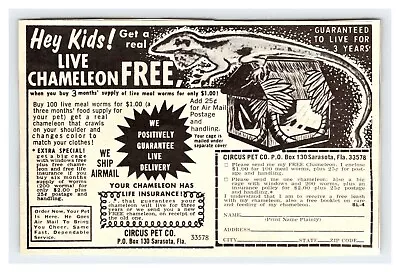 1969 HEY KIDS LIVE CHAMELEON FREE 1960's 3  X 5  Magazine Ad M239 • $1