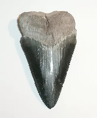 1.791  Megalodon Shark Tooth Fossil From Bone Valley FL Real Sharks Tooth Teeth • $21.99