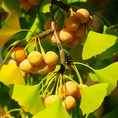 Ginkgo Biloba Tree Seeds | Maidenhair Nuts Perennial Seed For 2024 Fast Shipping • $9.80