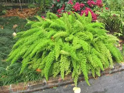 Foxtail Fern - 5 Seeds Asparagus Meyeri House Plant Seed Rare Ornamental Bonsai  • $3.99