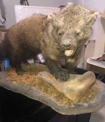 Wolverine/Fisher Standing Taxidermy Vintage 26x15x13 Michigan • $995