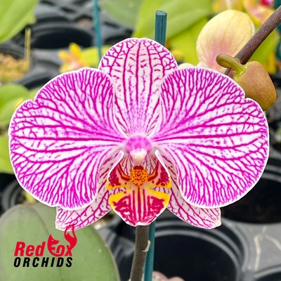 $34.50 • Buy RFO Doritaenopsis LH Lobster