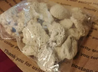 $17.99 • Buy Lot Of White Natural BRAIN CORAL Florida Beach USPS Priority Mail Small Box FULL
