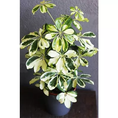 Schefflera Arboricola Charlotte Houseplant Tender Perennial 1x 13cm Pot By T&M • £14.99