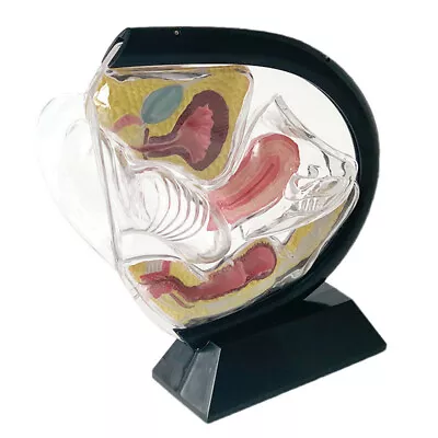 Medical Female Transparent Uterus Model Gynecological Demonstration Education • $86