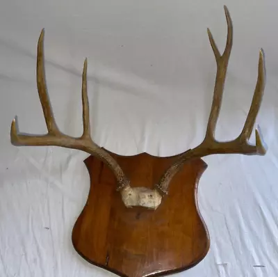 Mule Deer Antlers Horns Nice Mount On Wood Plaque 19 3/8 Wide • $44