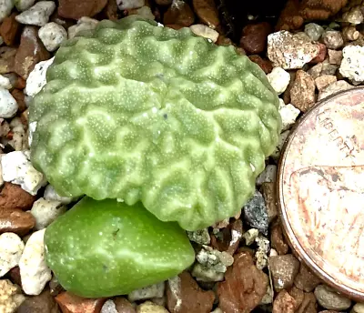 Mesembs Plant - Conophytum Angelicae Tetragonum PVB9479 - Wrinkled Large Heads! • $34.99