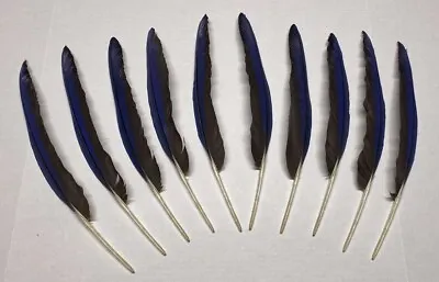 Blue  And Black On Back Macaw Parrot Feathers Pow Wow Fly Tying Peyote Fan Nac • $79