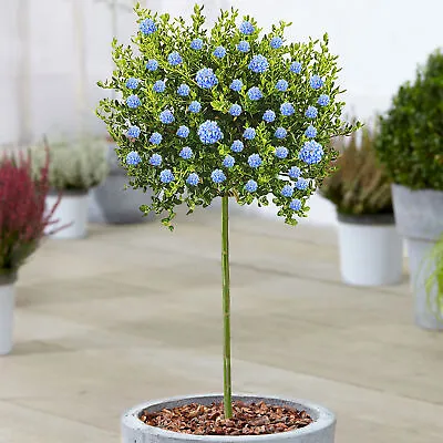 Ceanothus Victoria Tree | Potted California Wild Lilac Trees For Small Gardens • £32.99