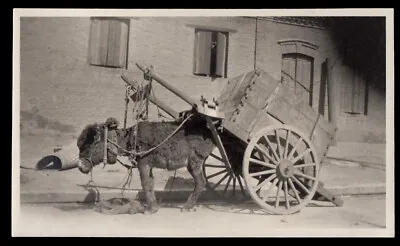 CHINESE STREET VENDOR MINIATURE DONKEY CART ~ 1910s VINTAGE CHINA PHOTO • $9.99