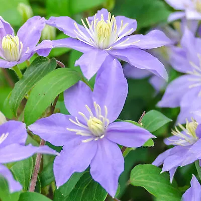 £10.49 • Buy Clematis Justa Deciduous Blue Flowering Climbing Vine Shrub