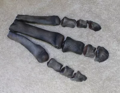 Replica Fossil Pleistocene Tapir Foot Tapirus Metapodials Unguals Phalange • $42