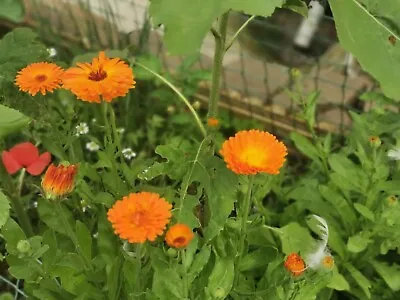 Pot Marigold Seeds Calendula Officinalis Hardy Annual Orange 100 To 1000 • £1.89