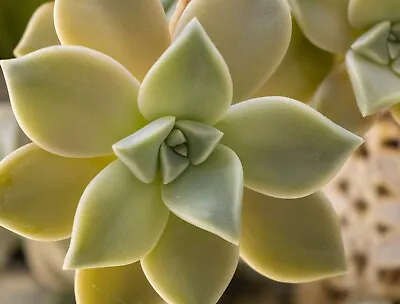 Graptopetalum Rusbyi • $26.25