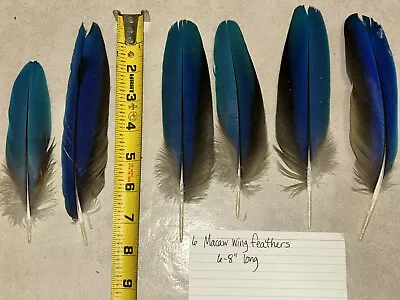 6 Blue Macaw Wing Feathers 6-8  Long- Crafts Fishing Peyote • $20