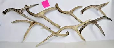 8 Medium Small Dark Mule Deer Shed Horns Craft Antlers Sheds Lot Bulk • $75