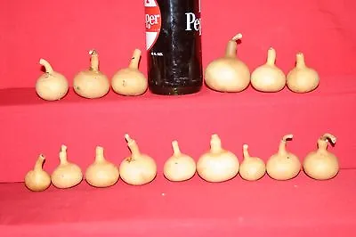 $25 • Buy Gourds 25 Mini Kettle  Gourds ( Dried And Cleaned) 