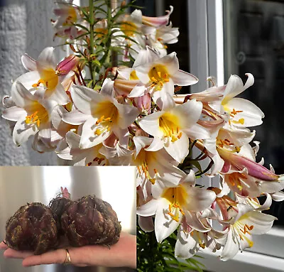 GIANT LILIUM LILY  Regale  LARGE BULBS PERENNIAL GARDEN PLANT SUMMER FLOWERING • £6.99