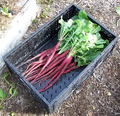 Italian Radish Candela Di Fuoco  750 Seeds • £2.49