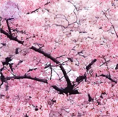 Japanese Pink Cherry Blossom Sakura Tree 20 Seeds Oriental Sweet Prunus Flowers • $3.89