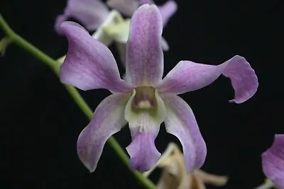 Orchid Plant - Dendrobium. Den.   Pauline   • $16.99