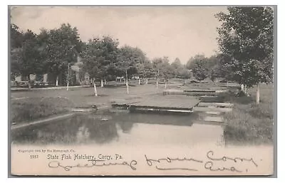 State Fish Hatchery CORRY PA Erie County 1905 Postcard • $5.99