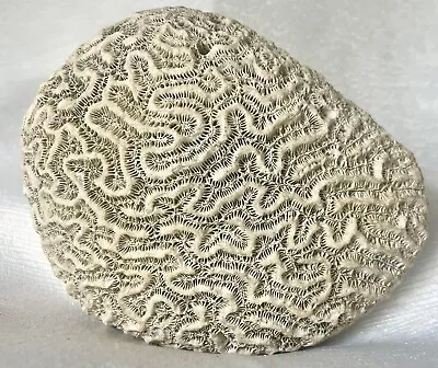 White Fossilized Brain Coral  (6in X 5in X 2.25in )   (1 Lb 8.8oz) • $49.99