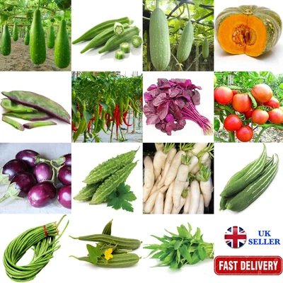 £2.49 • Buy Fresh Bangladeshi Asian Vegetable Seeds, Chilli, Bottle Gourd, Beans, Aubergine