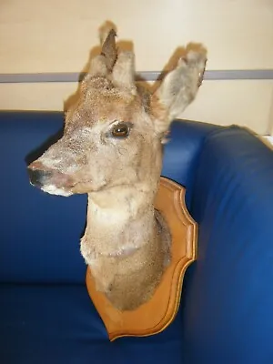 £119.60 • Buy A Taxidermy Doe Deer Head Mounted On A Wooden Shield