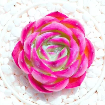 Echeveria Pikachu 🏵️ One Head Plant Only 4cm Diameter  • $9